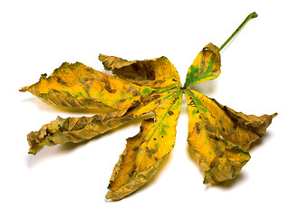 Image showing Dried autumn leaf of chestnut