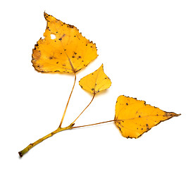 Image showing Yellow autumn leaves on poplar twig