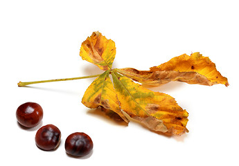 Image showing Dry autumn leaf and seeds of chestnut