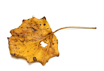 Image showing Autumn dry quaking aspen leaf