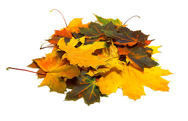 Image showing Pile of autumn dried multi colored maple leaves