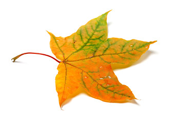 Image showing Autumnal multicolor maple-leafs with water drops