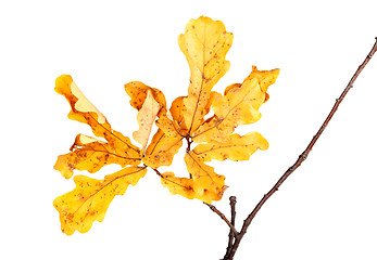Image showing Yellow autumn leaves on oak twig