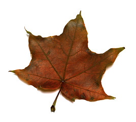 Image showing Brown autumn maple leaf