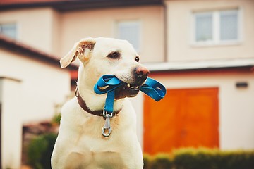 Image showing Dog with leash