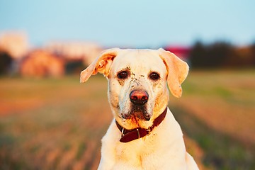 Image showing Sad muddy dog