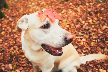 Image showing Dog in autumn