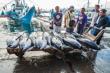 Image showing Yellowfin tuna being unloaded