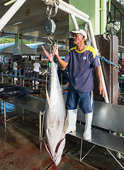 Image showing Yellowfin tuna being weighed