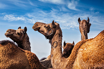 Image showing Camels at Pushkar Mela (Pushkar Camel Fair), India