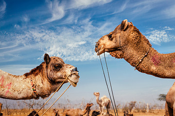 Image showing Camels at Pushkar Mela (Pushkar Camel Fair),  India