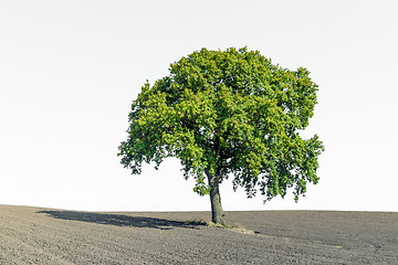 Image showing Lonely green tree on a dry field