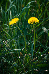 Image showing Yellow dandelions on a green field