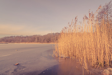 Image showing Frozen lake with tall reeds