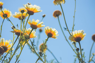 Image showing Marguerite flowers in yellow colors