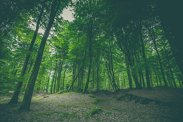 Image showing Dark forest with green trees 