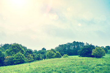 Image showing Green fields with trees