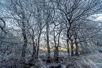 Image showing Branches covered with frost in the sunrise