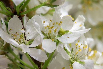 Image showing Abstract Cherry Blossom