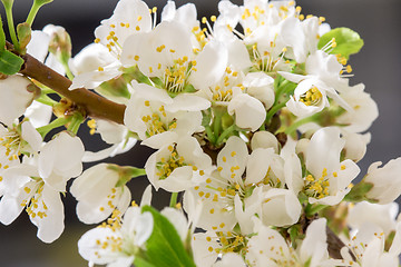 Image showing Abstract Cherry Blossom