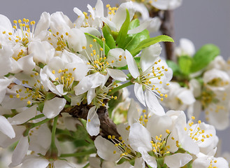 Image showing Abstract Cherry Blossom