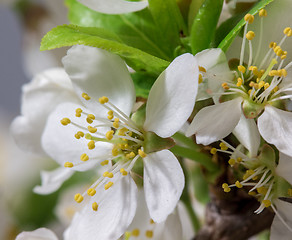 Image showing Abstract Cherry Blossom