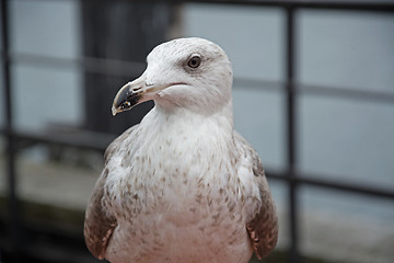 Image showing Close-Up of a Seagull