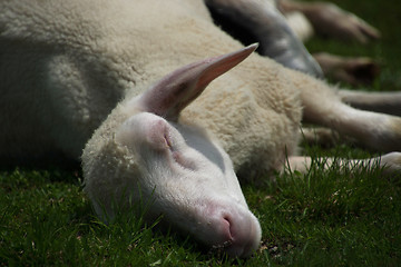 Image showing Sheeps at the Gruenwaldkopf, Obertauern, Austria