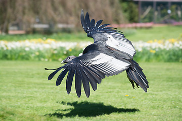 Image showing Andean condor (Vultur gryphus)