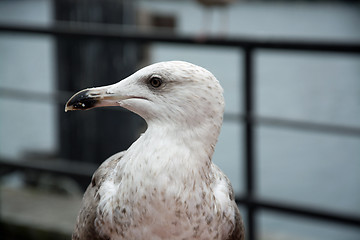 Image showing Close-Up of a Seagull