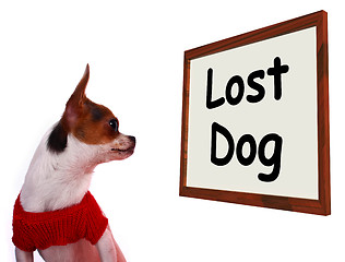 Image showing Lost Dog Sign Showing Missing Or Runaway Puppy