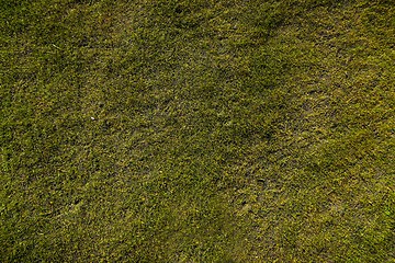 Image showing green grass texture