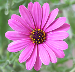 Image showing Purple Daisy