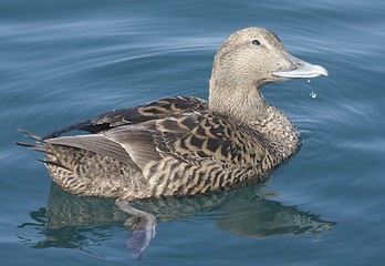 Image showing Female eider. 