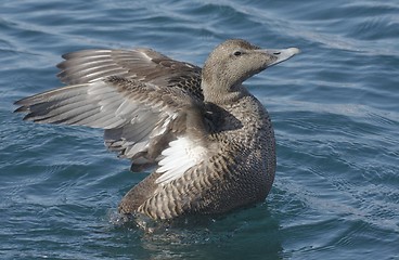 Image showing Female eider.