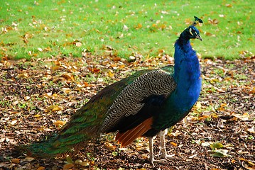 Image showing A peacock at Kew Gardens in London.