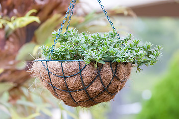 Image showing Hanging Basket