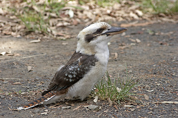 Image showing Kookaburra