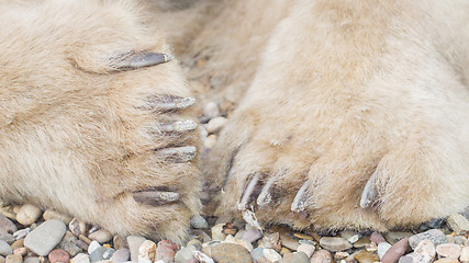 Image showing Polar bear paws