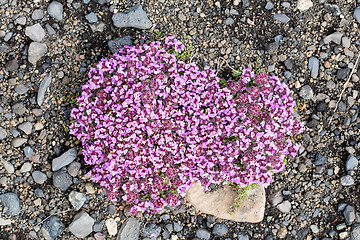 Image showing Plant growing on black sand - Iceland