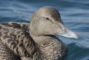 Image showing Female eider.