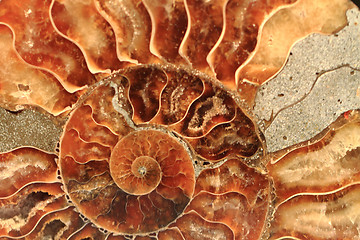 Image showing ammonites fossil background