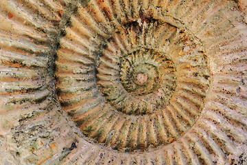 Image showing ammonites fossil background