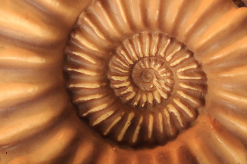 Image showing ammonites fossil background