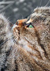 Image showing Cat in Profile