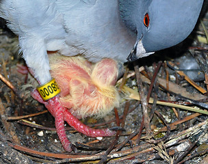 Image showing Pigeon Parenting