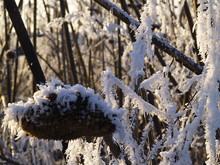 Image showing Frost