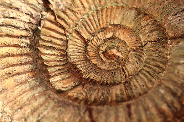 Image showing ammonites fossil background