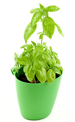 Image showing Fresh Green Basil