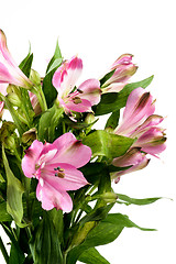 Image showing Beautiful Pink Alstroemeria